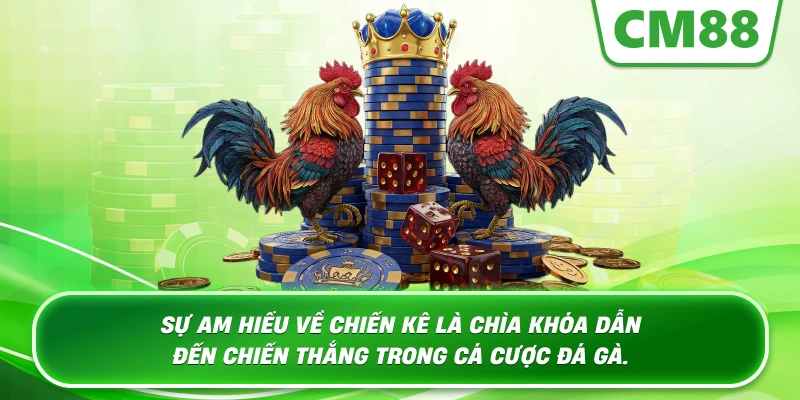 Sự am hiểu về chiến kê là chìa khóa dẫn đến chiến thắng trong cá cược đá gà.